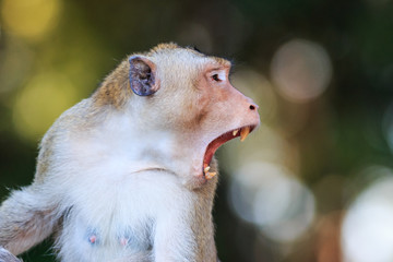 Close-up of Monkey (Crab-eating macaque) in Thailand
