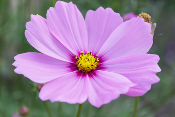 Cosmos flower in Thailand