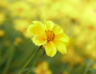 Cosmos flower in Thailand