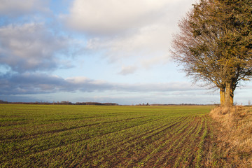 Wheat field in late autumn.