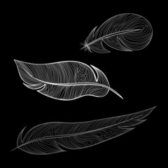 feathers of a bird. Vector illustration