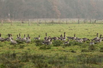 Wildgänse auf einer Wiese