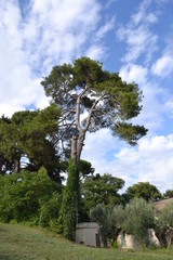 Albero Agraria