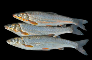 Fishes (Leuciscus brandti) 2