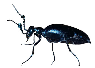 Beetle (Meloe sp. violatus) 23
