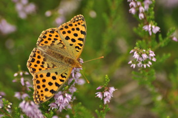 Obraz premium Dark green fritillary butterfly on the heather in the forest
