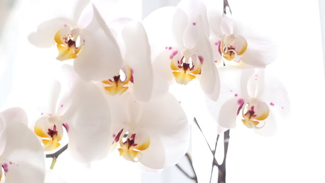 white orchid blooms