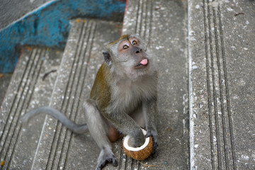 Monkey with coconut