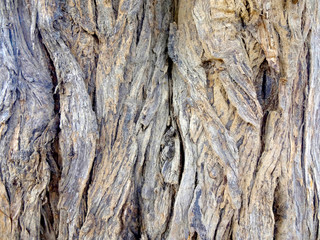 Old Tree Bark Texture
