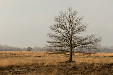 abgestorbener Baum im Hochmoor