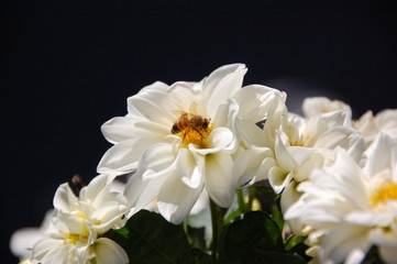 Obraz na płótnie Canvas Wasp on a white Camellia