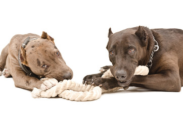 Two pitbull lying gnaw rope