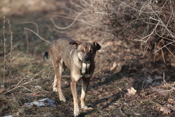 stray dog