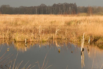 Moorlandschaft in Norddeutschland