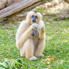 Fototapeta premium monkey