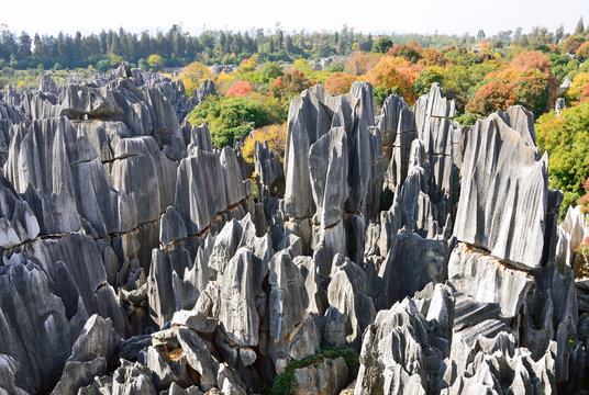 Fototapeta Stone Forest in Kunming City,China