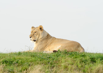 Fototapeta na wymiar Lioness Tired