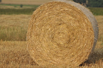 Harvest in the fields. Straw bales collapsed.