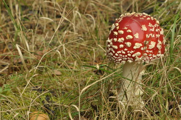 red toadstool mushroom in the forest while, inedible, poisonous