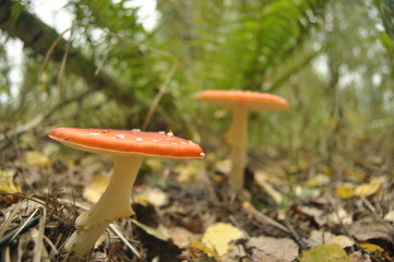 red toadstool mushroom in the forest while, inedible, poisonous