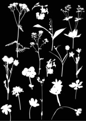 seventeen white wild flowers on black