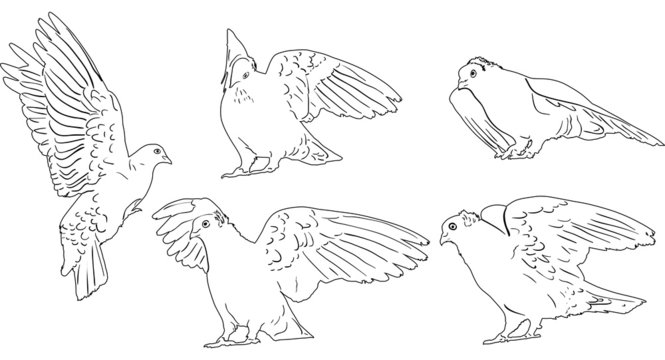 five white sketches of pigeons