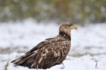 Eagle on snow