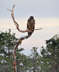 Eagle on tree