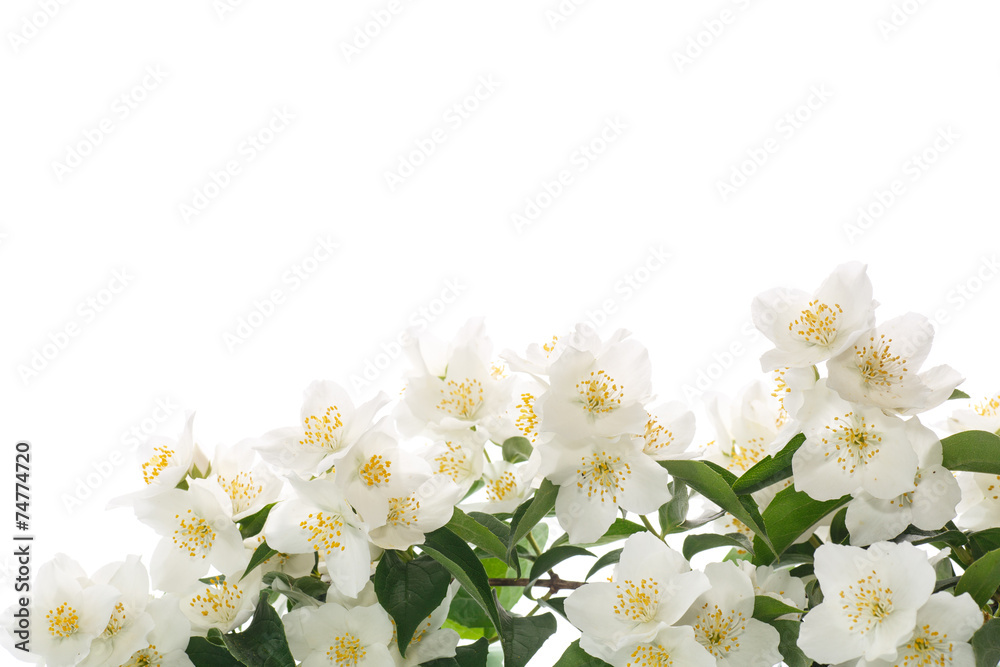 Wall mural jasmine white flower