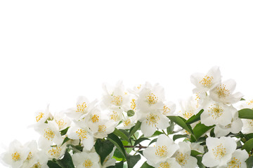 Naklejka na ściany i meble jasmine white flower