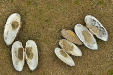 Fototapeta na wymiar Shells the mussels at the beach. Sandy bank of the Vistula