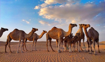 group of camels in desert