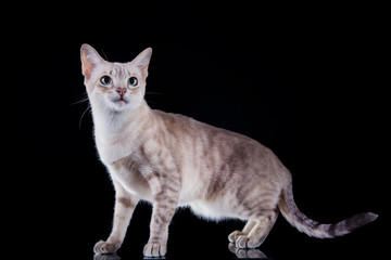 Naklejka premium Tonkinese cat