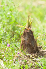 タケノコ　千葉