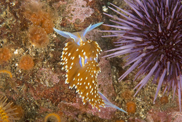 Pacific Ocean Nudibranch