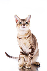 Tonkinese cat