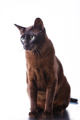 Tonkinese cat