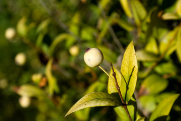 White myrtus berry