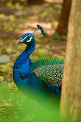 Obraz premium Peacock