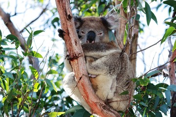 Koala im Eukalyptusbaum - Australien