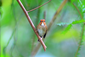 Rufous-browed Flycatcher (Anthipes solitaris)  in Malaysia