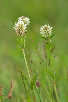 Blooming mountain clover