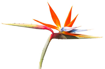 strelitzia sur fond blanc