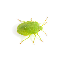 Green shield bug