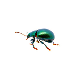 Green beetle