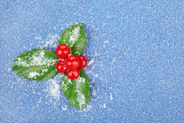 European Holly (Ilex aquifolium) with berries on blue