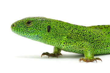 green lizard