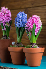 Naklejka na ściany i meble Group of fresh bulb spring flowers in ceramic pot