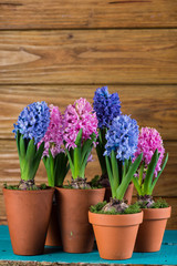 fresh hyacinth flowers on wooden background