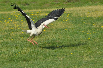 The white stork looking for food in the meadow. Long red legs